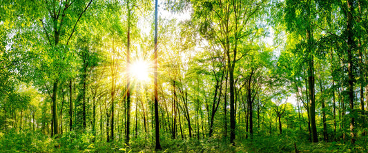 forest bathing for health and wellbeing
